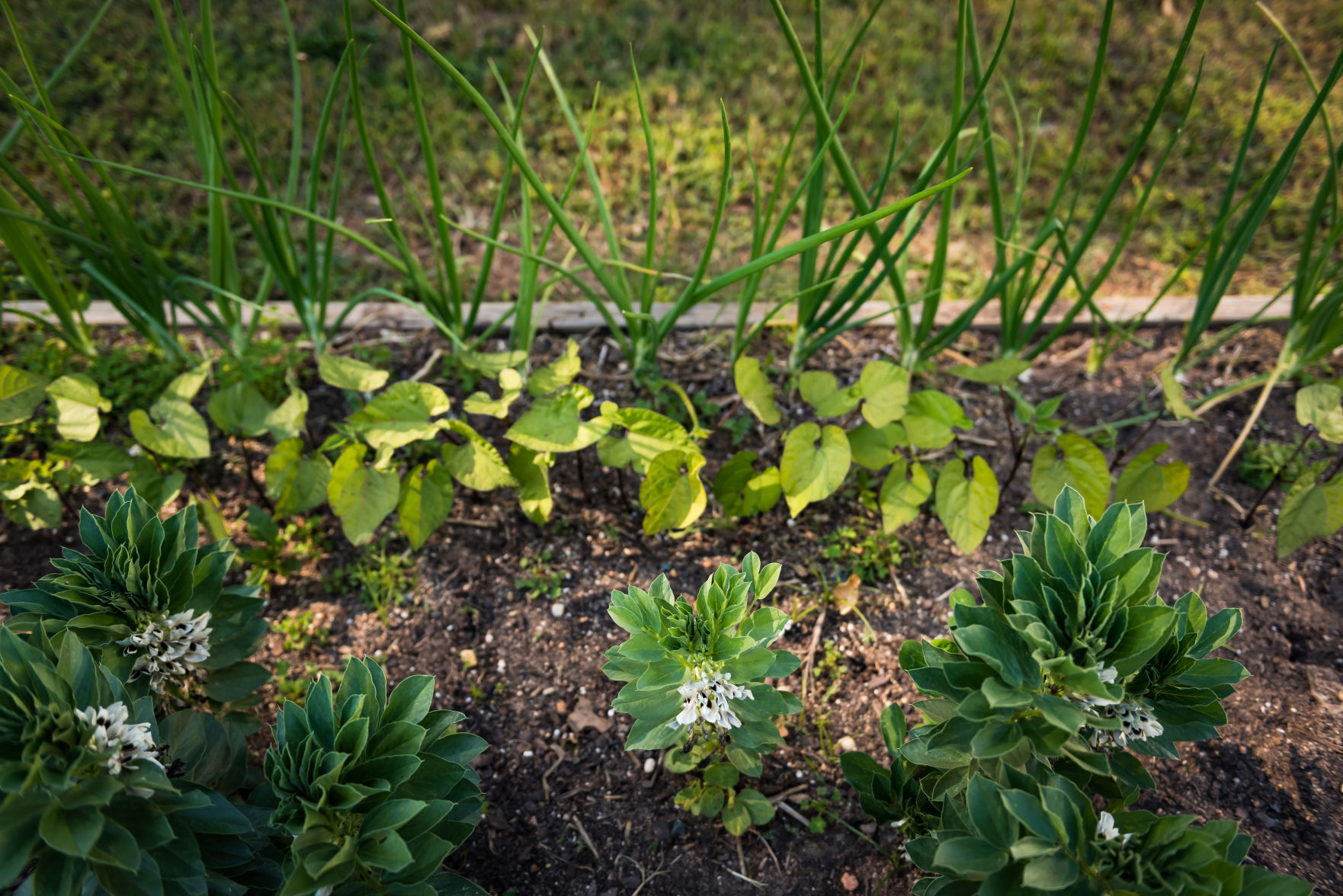 Jim and Jan Hullihan Urban Garden